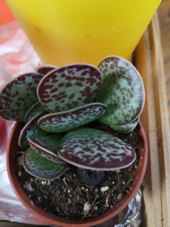 Adromischus 5