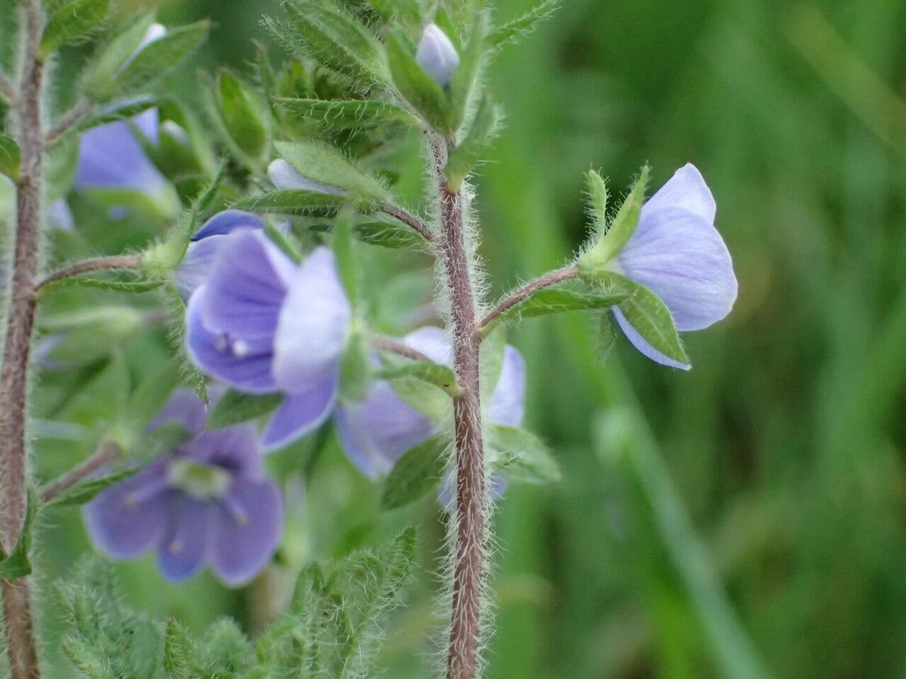 Veronica comune 23