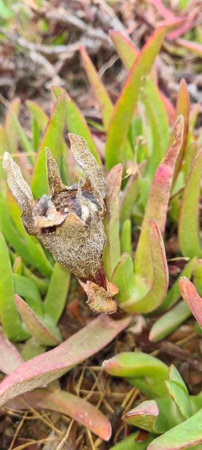 Fico degli Ottentotti 4