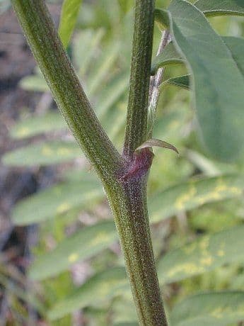 Astragalo canadese 16