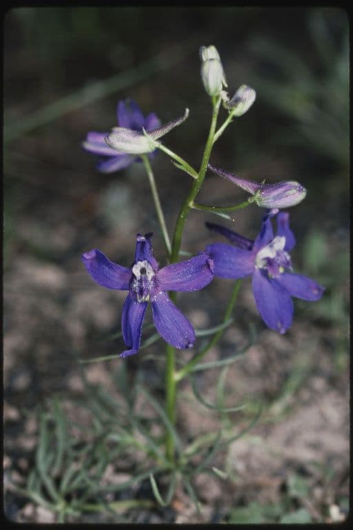 Speronella bicolore
