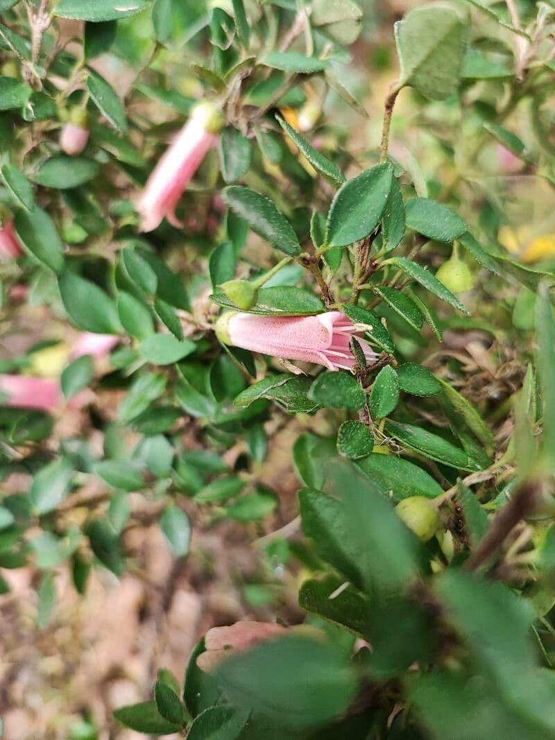 Correa
pulchella
 3
