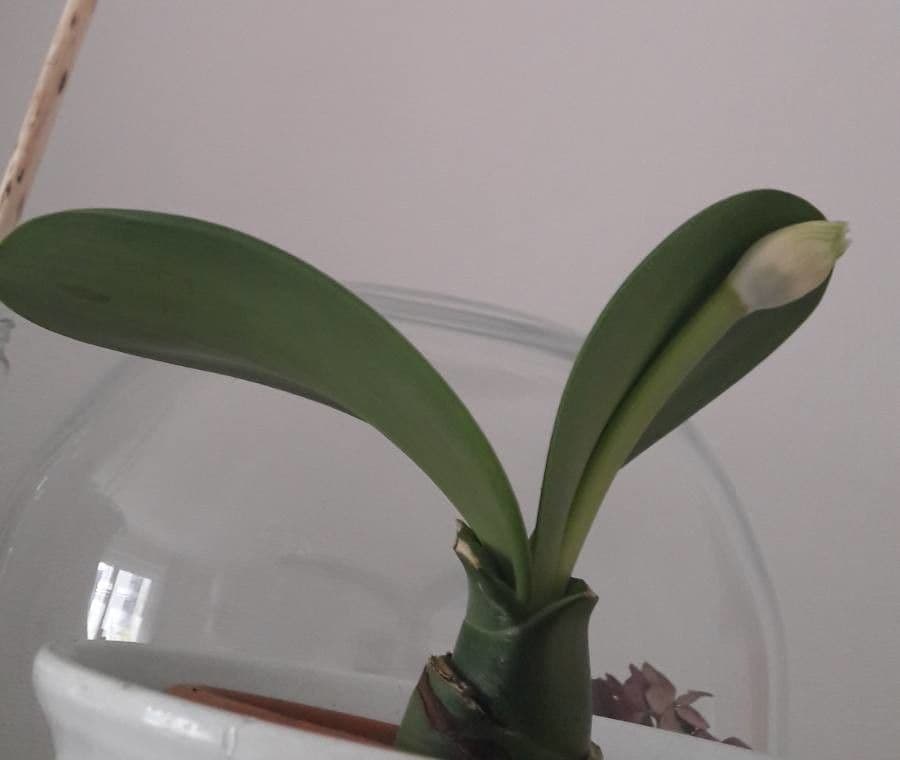 Haemanthus 11