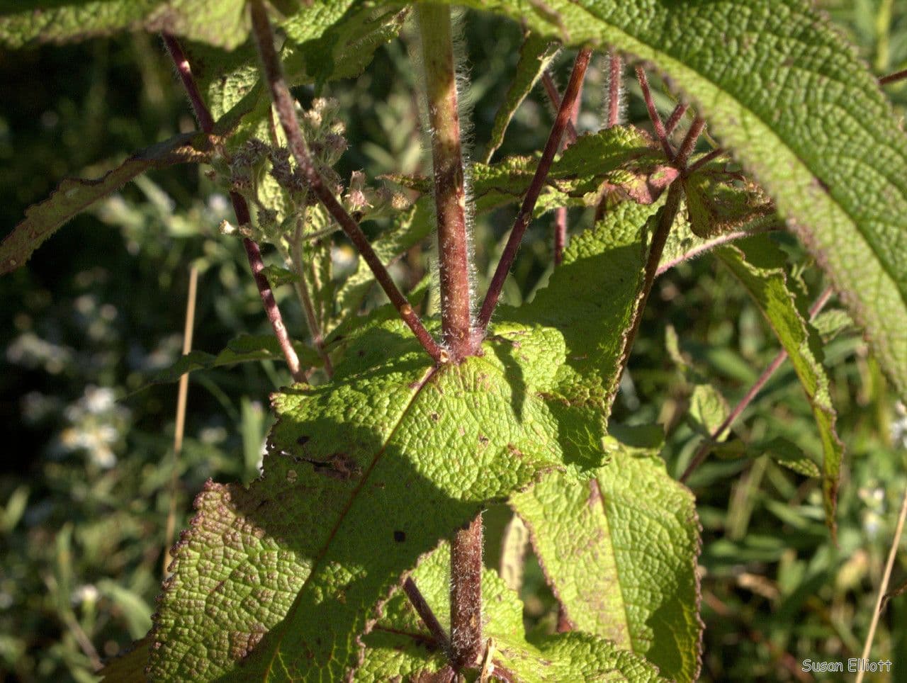 Eupatorio 21