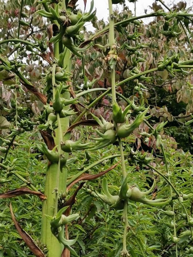 Furcraea di Parmentier