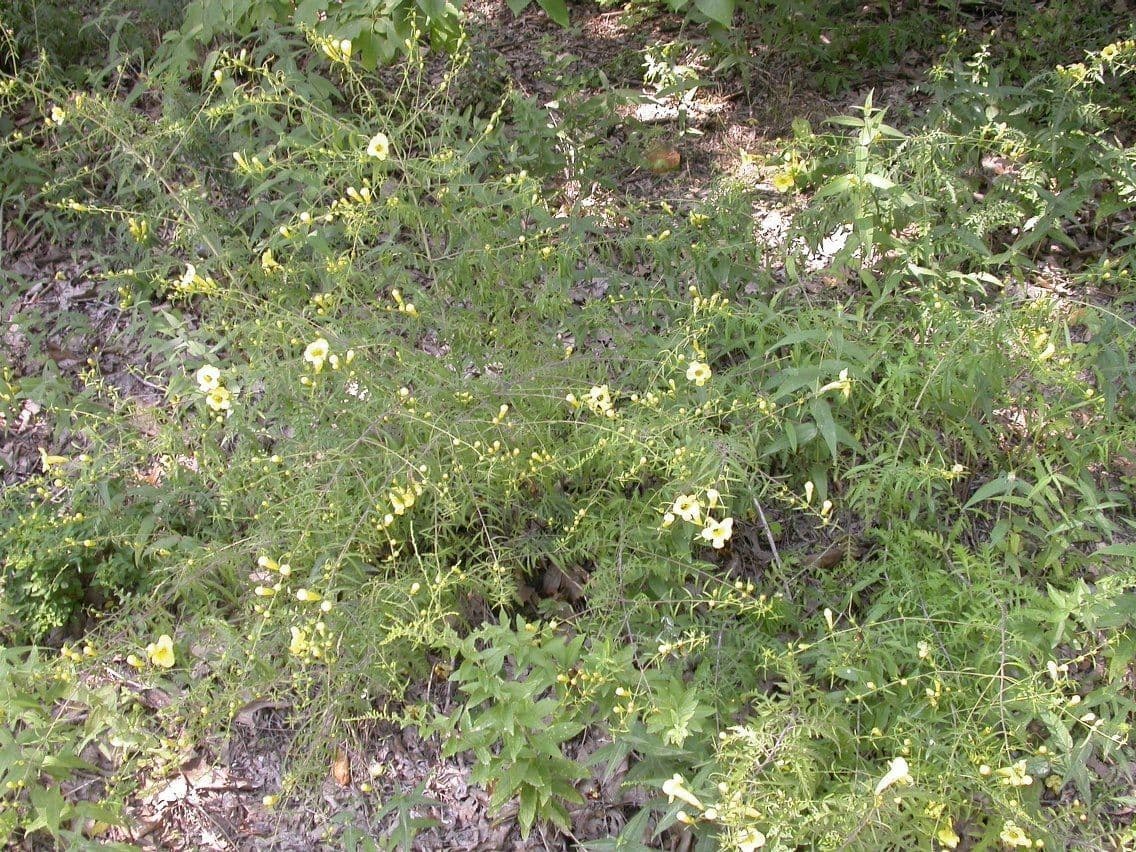 Aureolaria 7