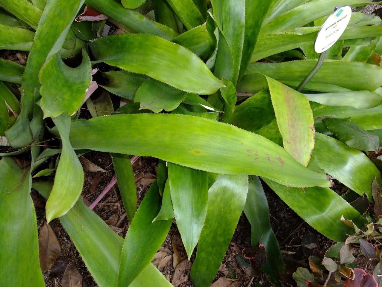 Aechmea 18