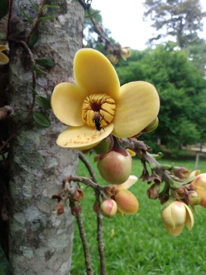 Grias peruviana 2