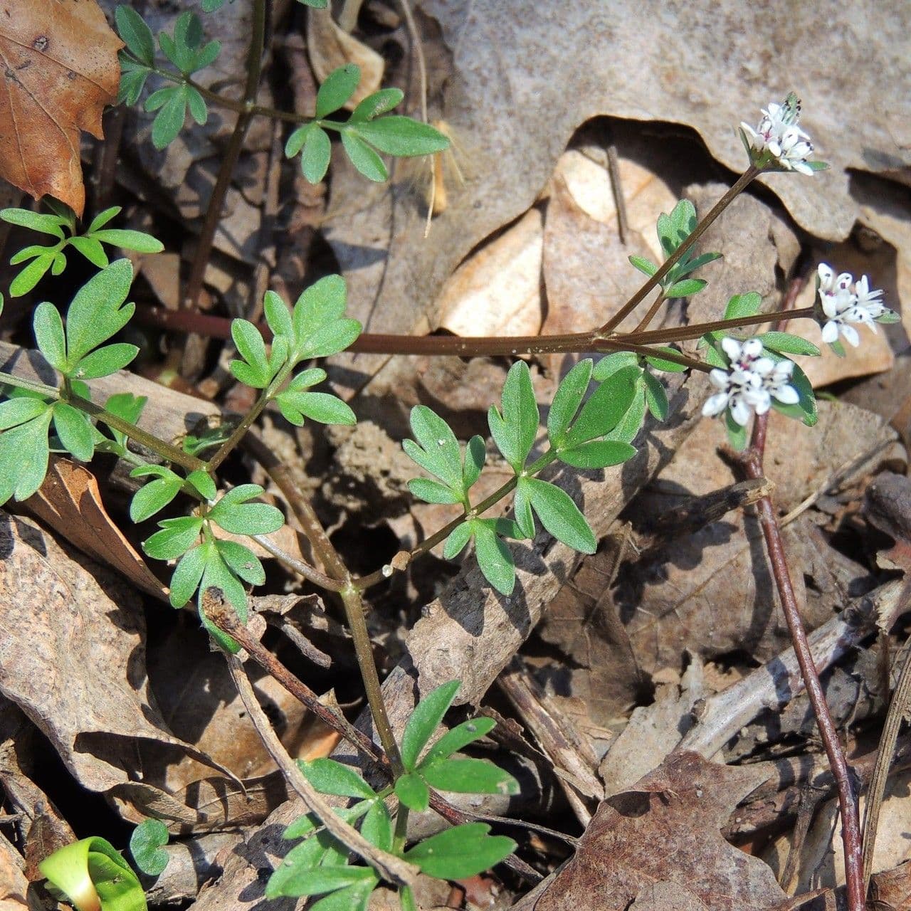 Erigenia bulbosa 8