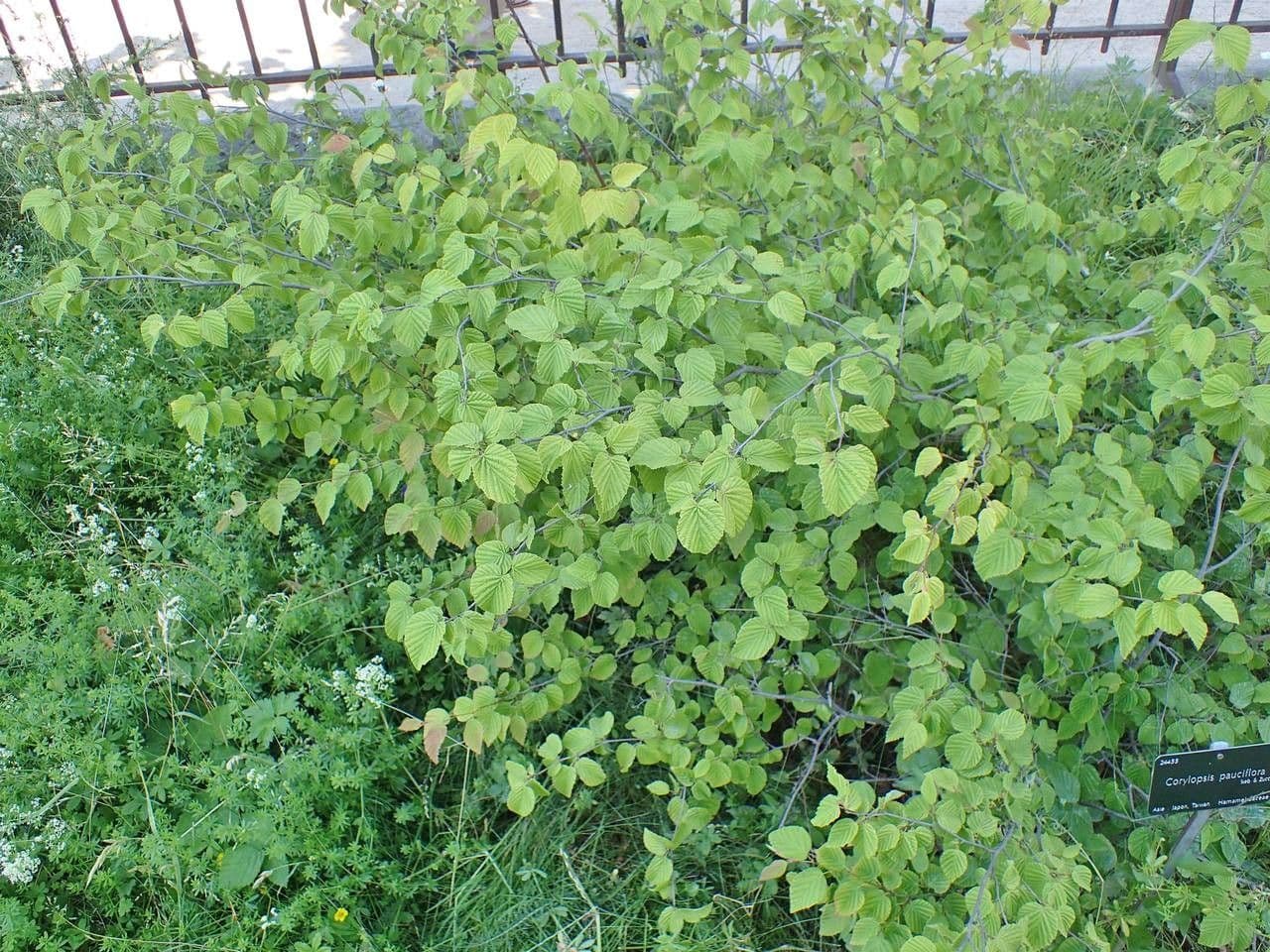 Corylopsis 8