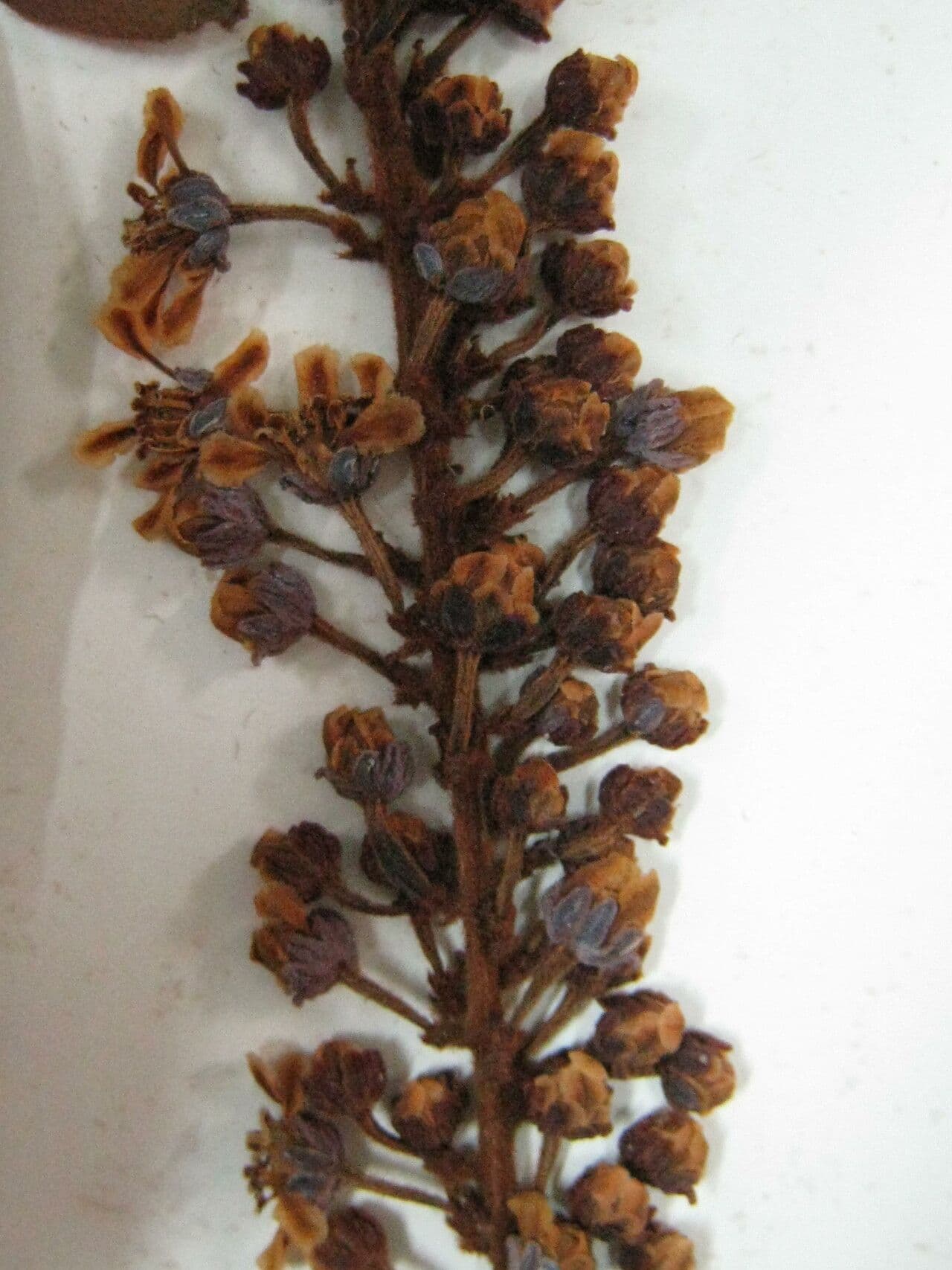 Spachea 2