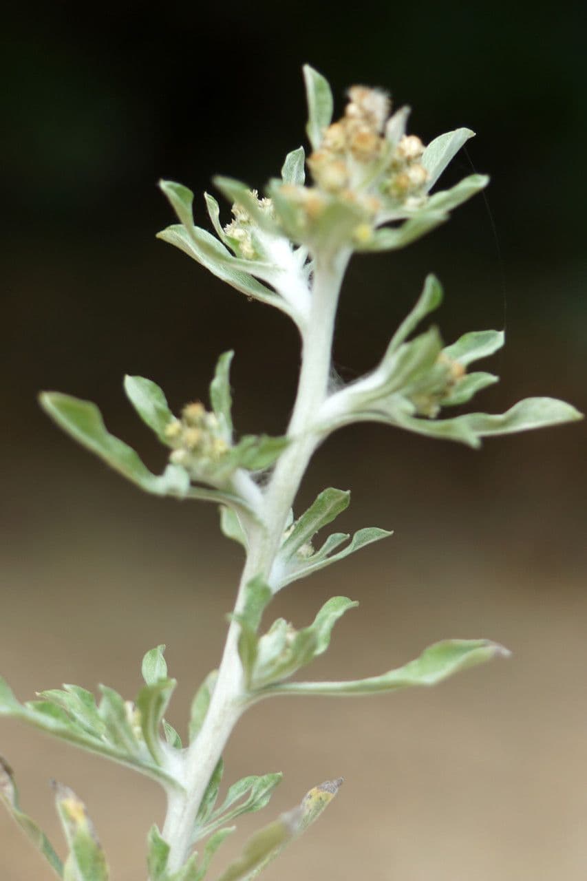 Gnaphalium 12