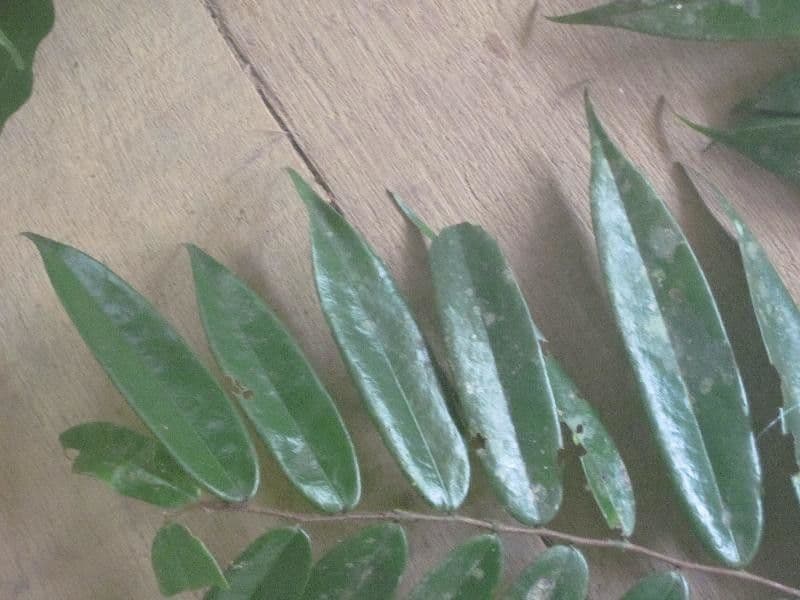 Xylopia 2