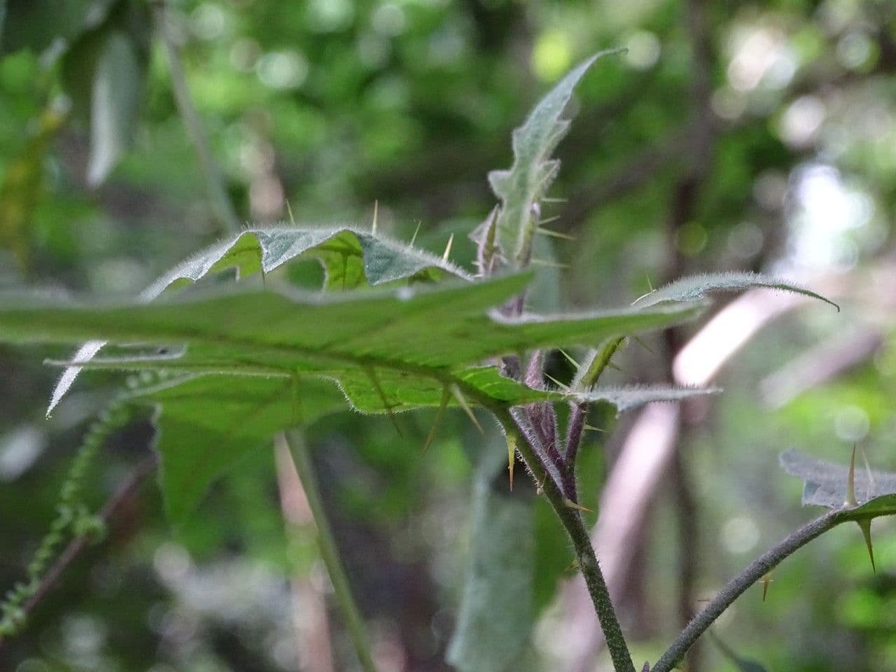 Solanum aculeastrum 2
