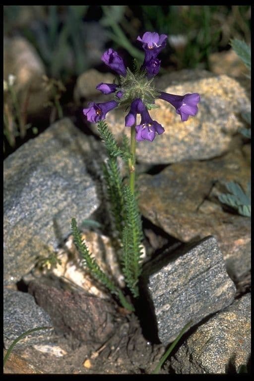 Polemonium viscosum 9