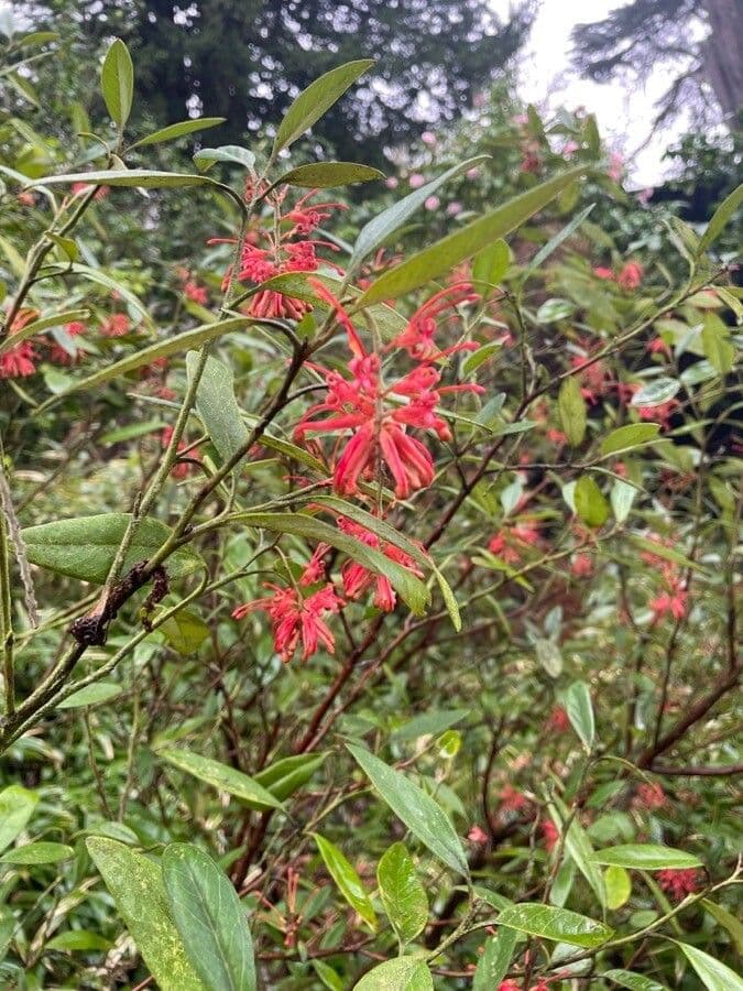 Rhyolith-Grevillea