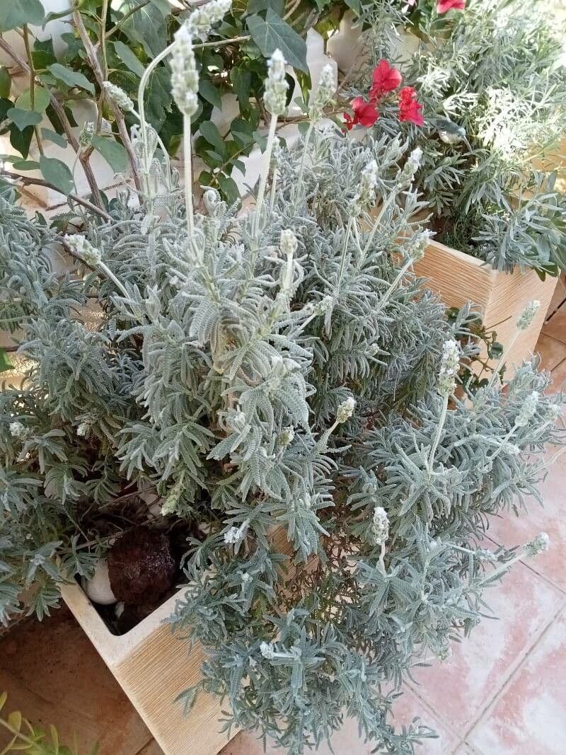 Lavanda dentata 25