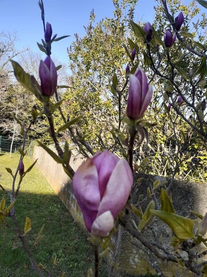 Soulanges-Magnolie 28
