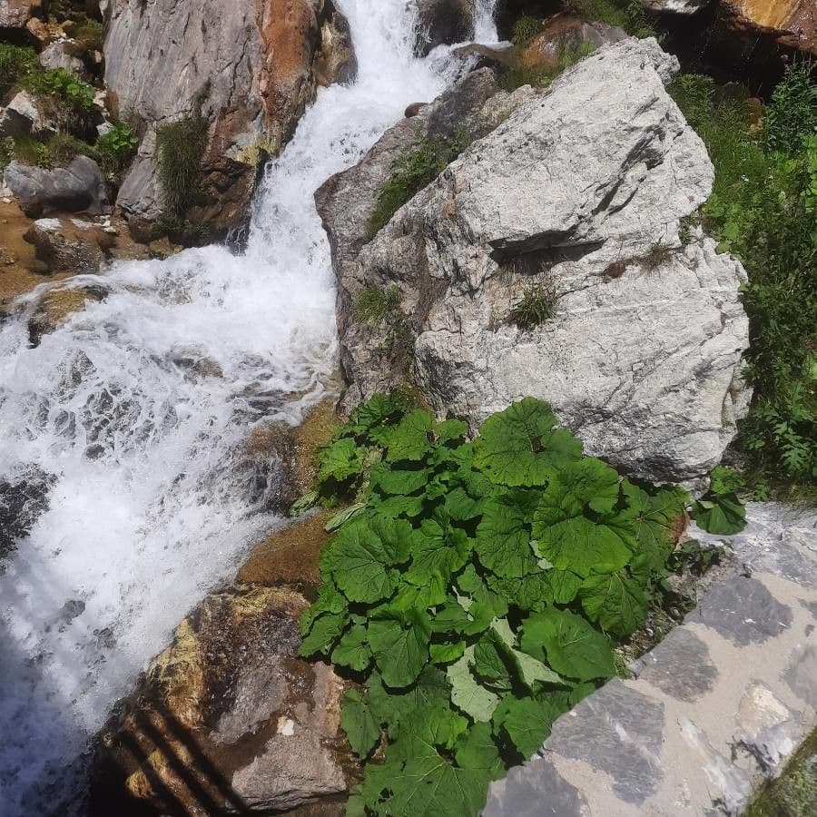 Farfaraccio maggiore 11