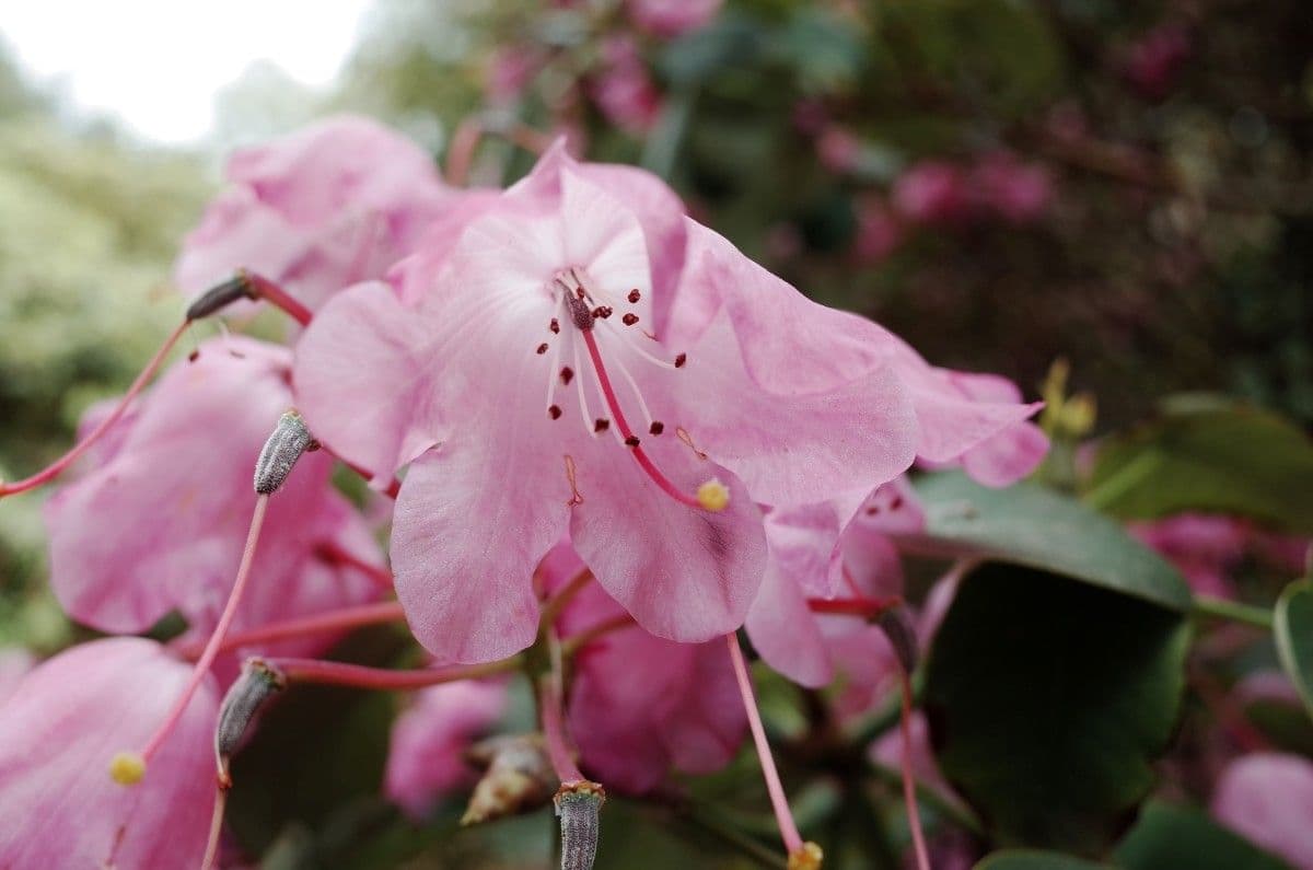 Rododendro 6