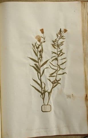 Linseed 27