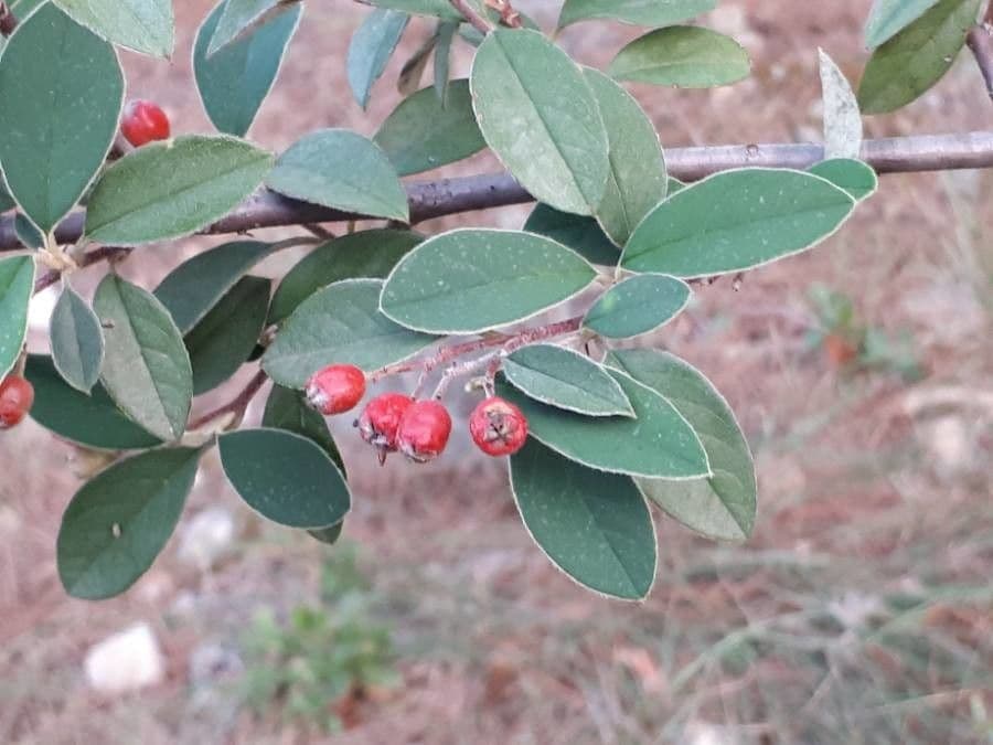 Cotonéaster commun 5