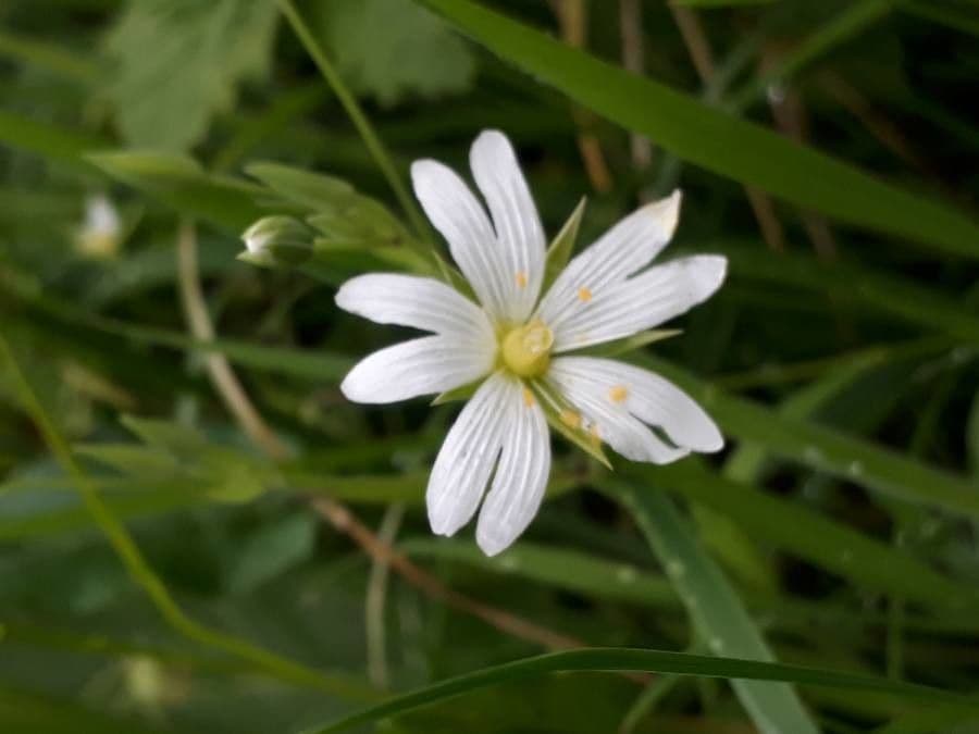 Echte Sternmiere 8