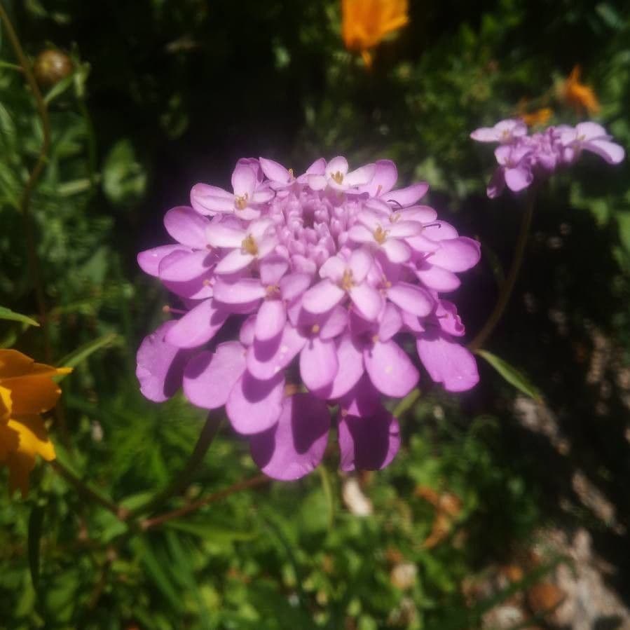 Schiffchenblättrige Schleifenblume 8
