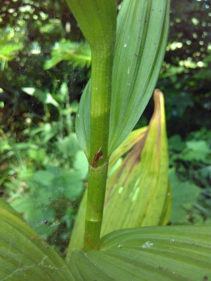 Vedegambre blanco 25