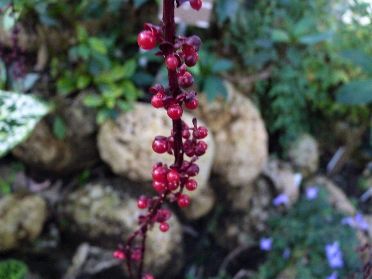 Trichostigma