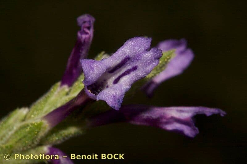 Lavanda 3