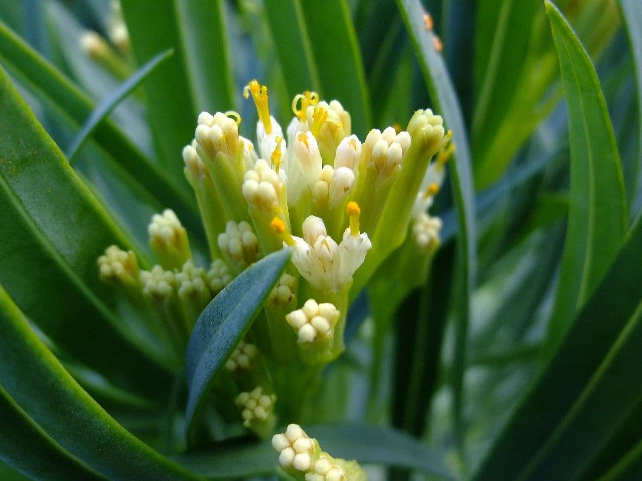 Kleinia 9