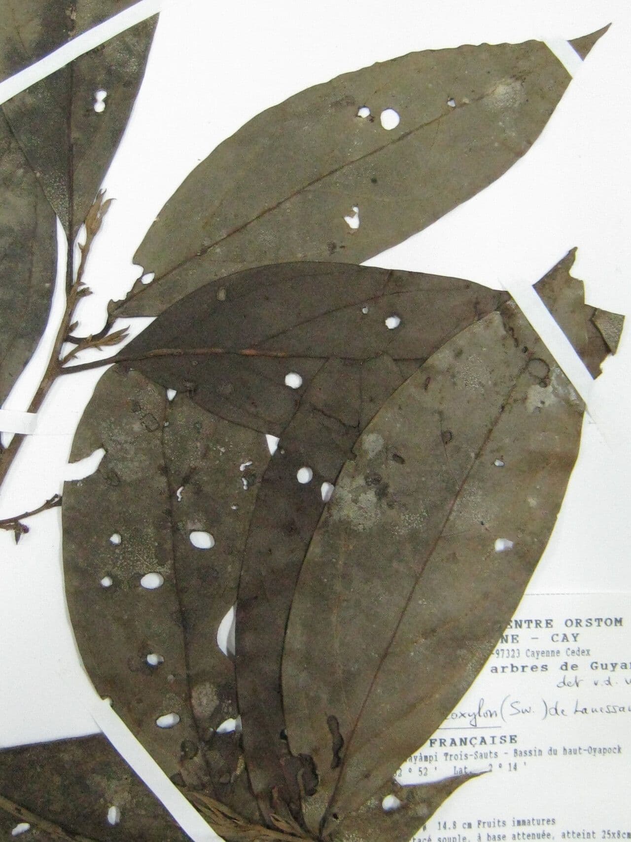 Ocotea leucoxylon 19