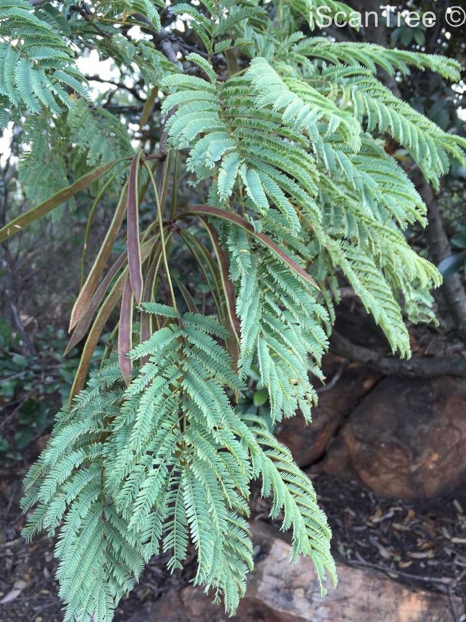 Senegalia 10