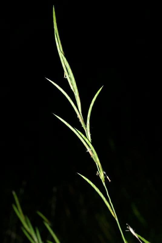 Brachypode phénicoïde 10