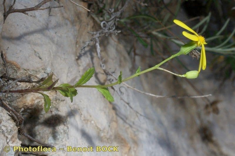 Senecio 13