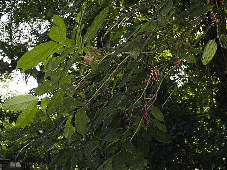 Sorocea 7
