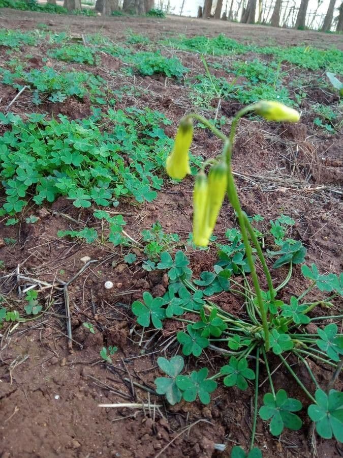 Vinagrera 4