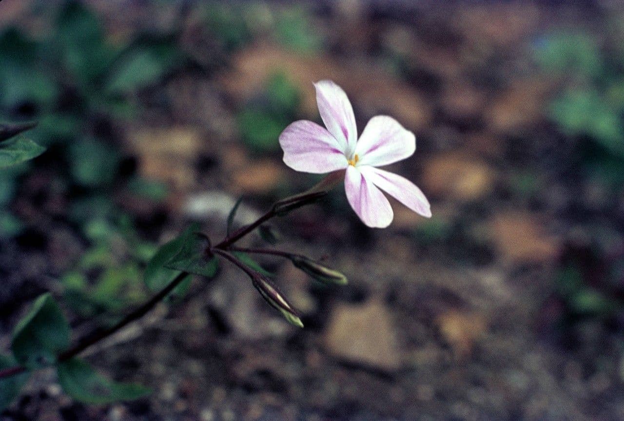 Flogi 4