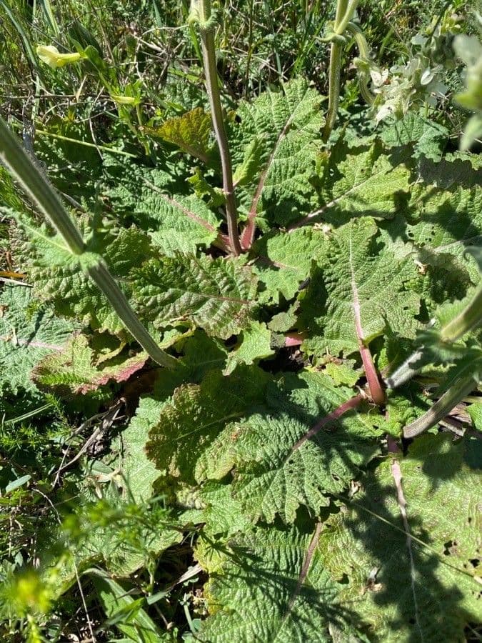 Salvia 8