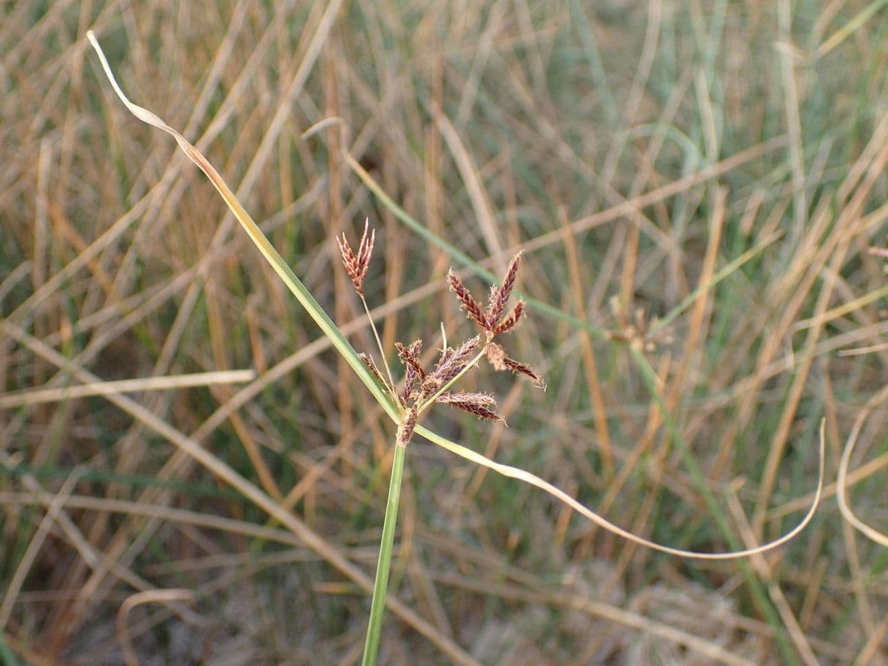 Rundes Zypergras 3