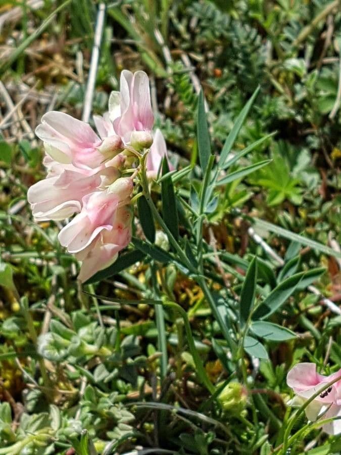 Lathyrus 11
