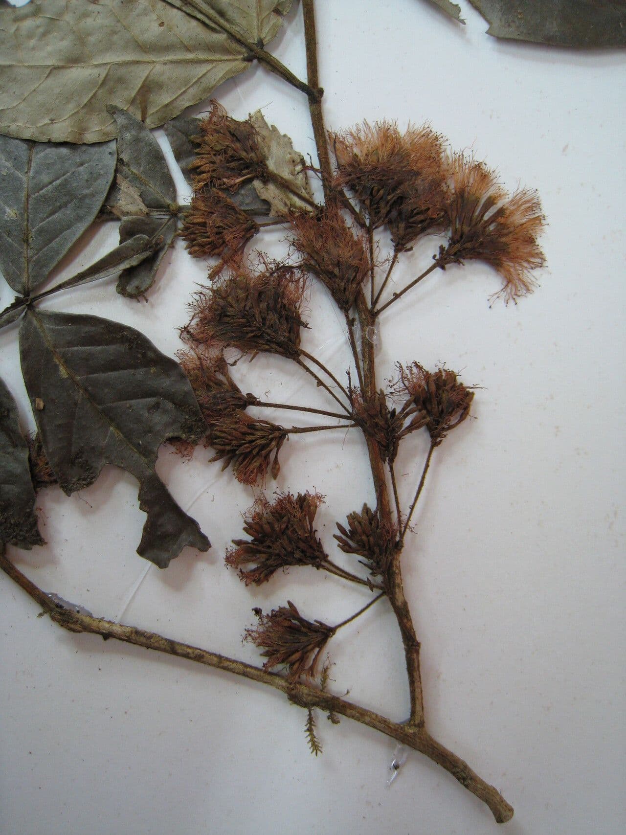 Inga auristellae 4