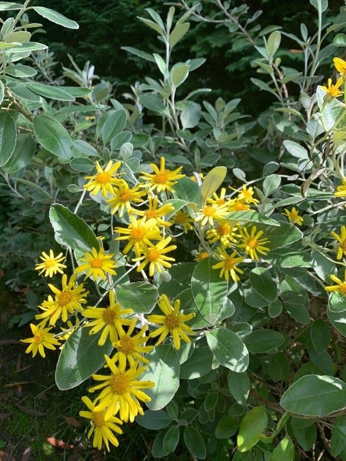 Brachyglottis 10