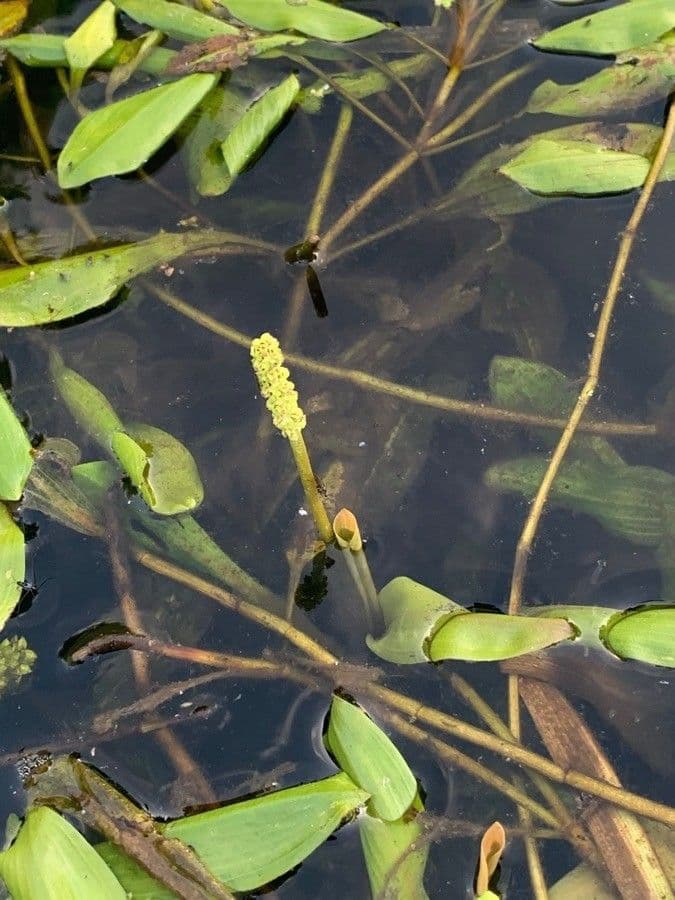 Potamogeto natante 7
