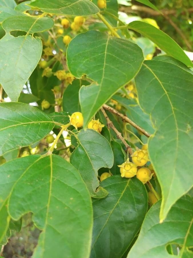Campomanesia xanthocarpa 14