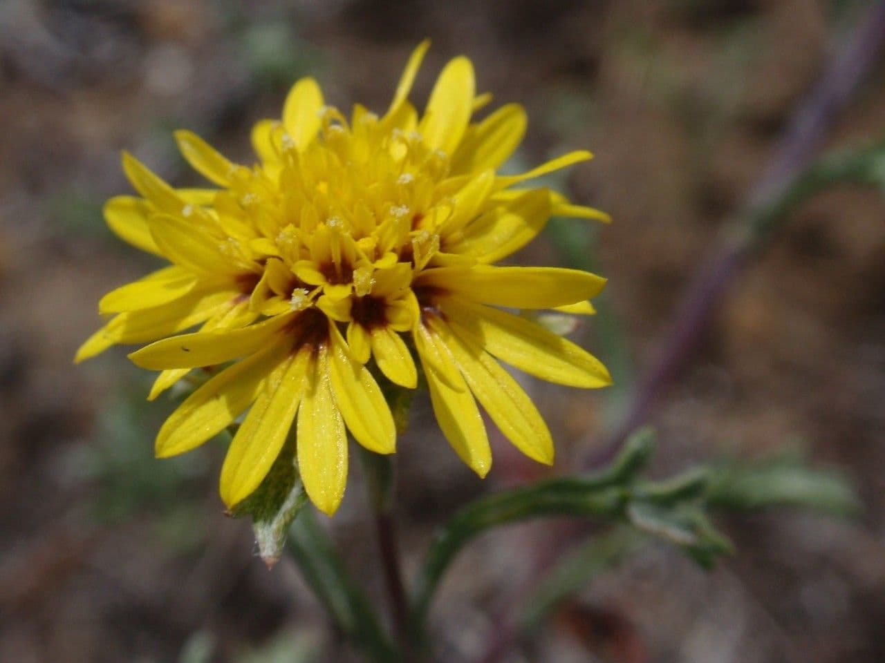 Lessingia 3