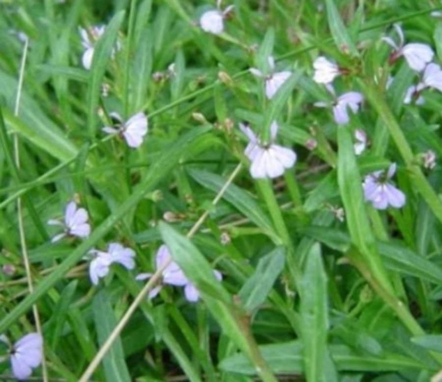 Zweilappige Glockenblume