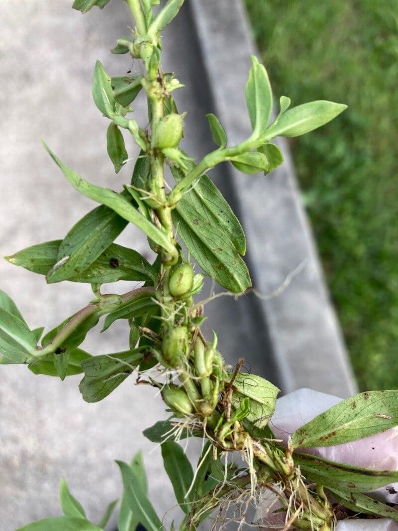 Diodia virginiana 2