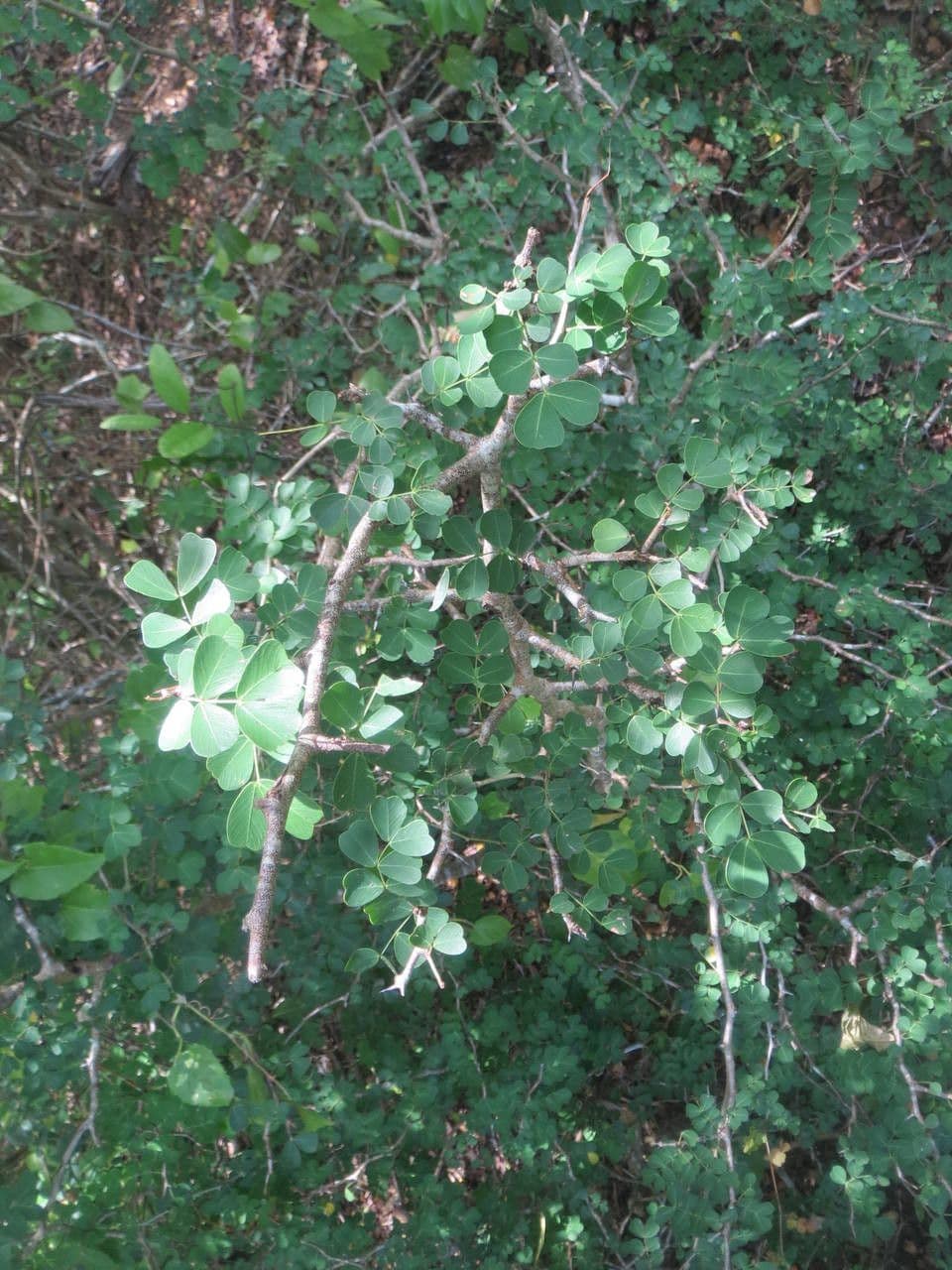 Bois de Campêche 15